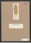 Navicula mirabilis Lend.-Fortm. (de-Toni-Nr.: Genus 1, Species 657) Zeichnungen Sammlung Grunow Nr. 1249 (NHMW-BOT-W0367887)